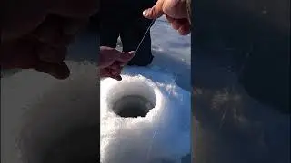 Последний лёд 2023г