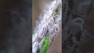 The Quick Guide to Getting Rid of Mealybugs! [DIY Pest Control]