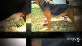 Srpski Gonic Dog breed