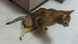 Cat recovery after injury #catinjury #catcannotwalk