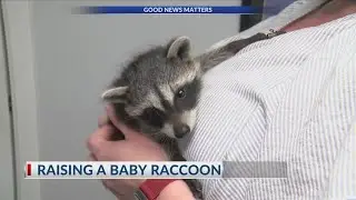 Sherwood family adopts baby raccoon stranded by tornado