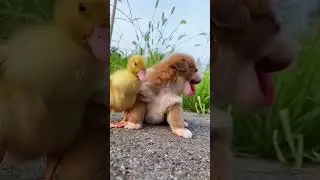 love dog 3