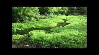 😴 Gentle Stream  11 hours  Gentle Rivers & Stream Sound, nature sound, relaxing water