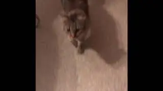 Mickey cat wants food