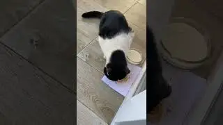 Приручаем кошку! День 12. Часть 2.