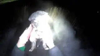 Брошенки