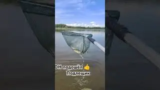 Подлещик подошёл #подлещик #рыбалканаудочку #озера #fishing #рыбалка #поплавочнаяудочка