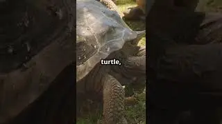 Fun Fact: Turtles Have Been Around Since Dinosaurs