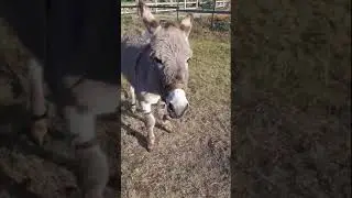 Два веселых ослика Two funny donkeys #природа #nature #donkey #осел #осёл #ослик