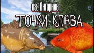 РР4 | Точки клёва | оз. Янтарное | Трофеи и цветные карпы