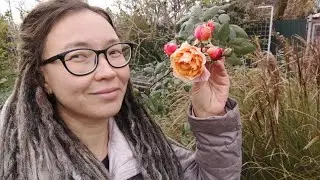 Ноябрь. Посадила новый цветник у уток. Ем инжир, показываю павлинов.