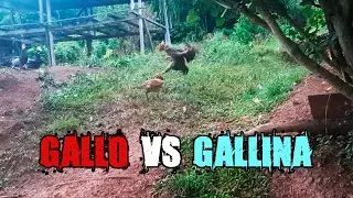 GALLO VS GALLINA | Mamá Gallina defiende a sus Polluelos