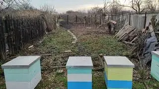 Облёт пчел в январе. 02.01.23