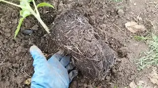 Высаживаю томаты в теплицу.  Мощная корневая.  Нюансы посадки