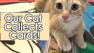 Our Cat Collects Baseball Cards! #BetterThanJohn3D A tribute to @ClementeCollector and @3D80sKid