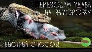 HOW TO TRANSLATE THE BOA/PYTHON FREEZE