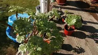 Mallorca Palme Aeonium Ableger und umtopfen.