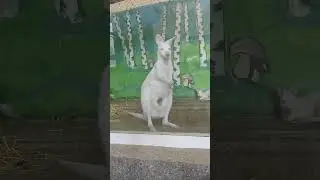 УЗБЕКИСТАН #жара#учкудук#солнце#чуднаядолина#