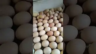 Инкубация 