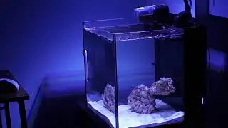 fish stream