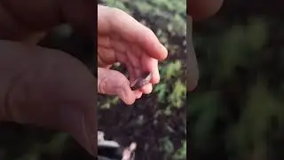 #коп #minelab #находки #metaldetecting