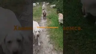 На каждой прогулке - обязательно  занимаемся. #передержкасобак #дрессировка #собака