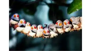 birds i the jungle sound effect