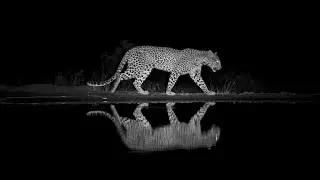Leopards Caught On Camera