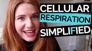 Cellular Respiration Simplified