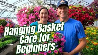 Hanging Basket Care for Beginners: When is the BEST TIME to Water?