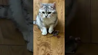 🐭 Ninja Mouse Outsmarts a Clumsy Cat! | Funny 3D Animation 