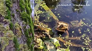 🐸 ʍоя ЗЕЛЁНАЯ ϶ᴄᴛᴇᴛиᴋᴀ ✨ ᴨоᴄʍоᴛᴩи ϶ᴛо ʙидᴇо, ᴇᴄᴧи хочᴇɯь оᴛдохнуᴛь