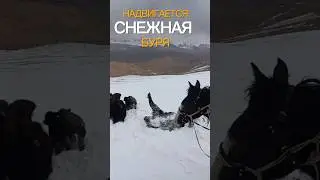 Даже эти монстры не выдерживают, надвигается снежная буря. #животные #путешествия