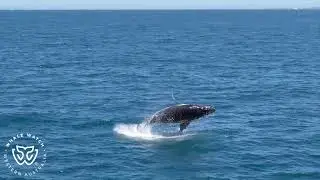 Humpback Season 2024 Finale - 24/11/24
