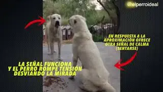 Duelo de Titanes: ¿Quién es el más poderoso? o Inteligente..