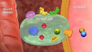 Mechanism of Action Proton Pumps Inhibitors