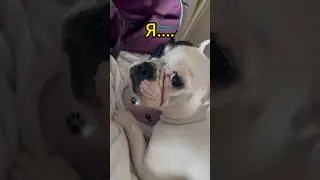 🐾🥩