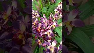 Beautiful flowers in the world 