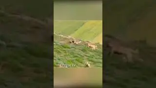 Кангалы напали на медвежонка, мать спасает.