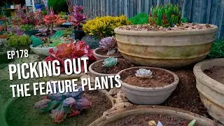 #178 Picking out the feature plants