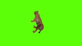 laying tiger green screen