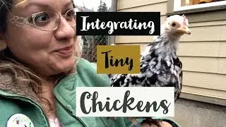 Adding New Bantam Chickens to an Existing Flock | Integrating New Chickens