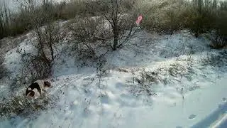 Охота на зайца. Искали все вместе...И нашли...