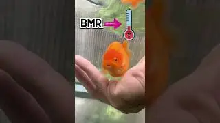 How long until you STARVE your goldfish to DEATH?
