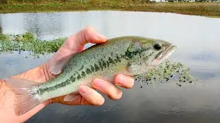 Stocking Pet Bass into the New Pond!