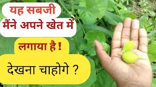 यह सबसे स्वादिस्ट सबजी है । हमारे गांव का सबसे स्वादिस्ट सबजी । हमारे गांव मै FREE मैं मिलता है ।