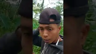 BERBURU IKAN CHANA YANG VIRAL