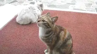 明日香在屋外叫