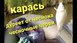 КАРАСЬ НА ЧЕСНОК / БЕШЕННЫЙ КЛЕВ 