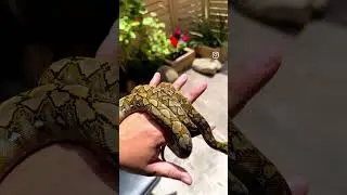 Taking the snakes out for some sunshine ☀️ 🐍 
